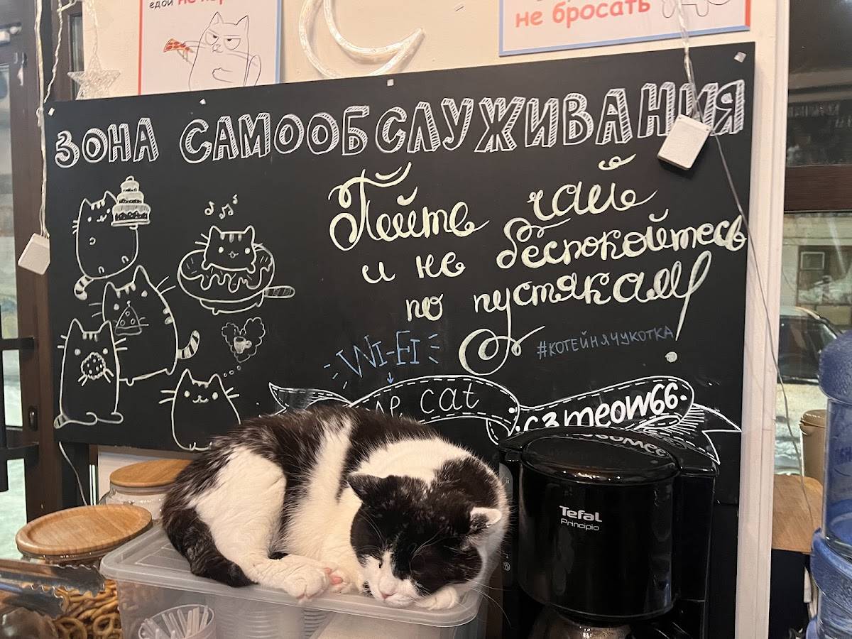 Котейня "ЧуКОТка" - котокафе в Самаре меню