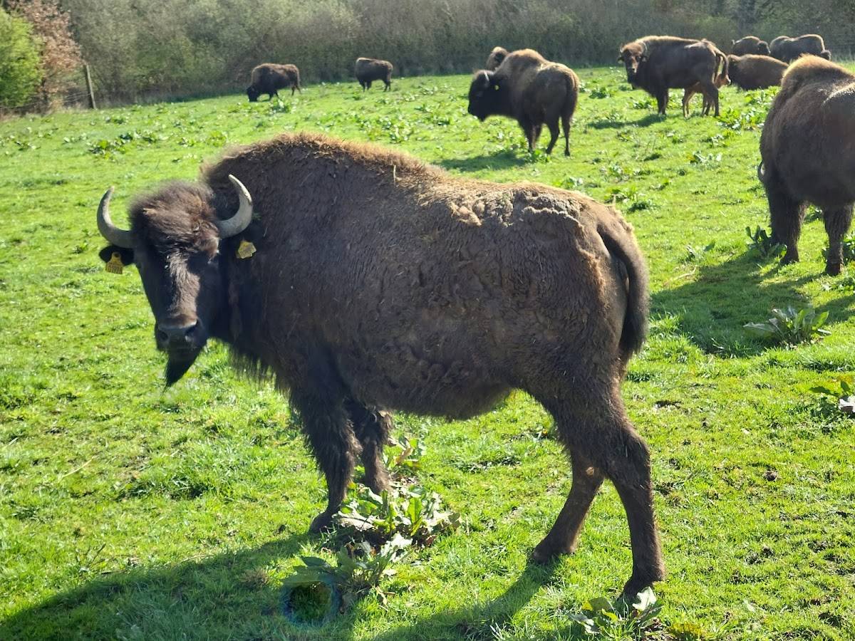 Ditlevsdal Bisonfarm меню