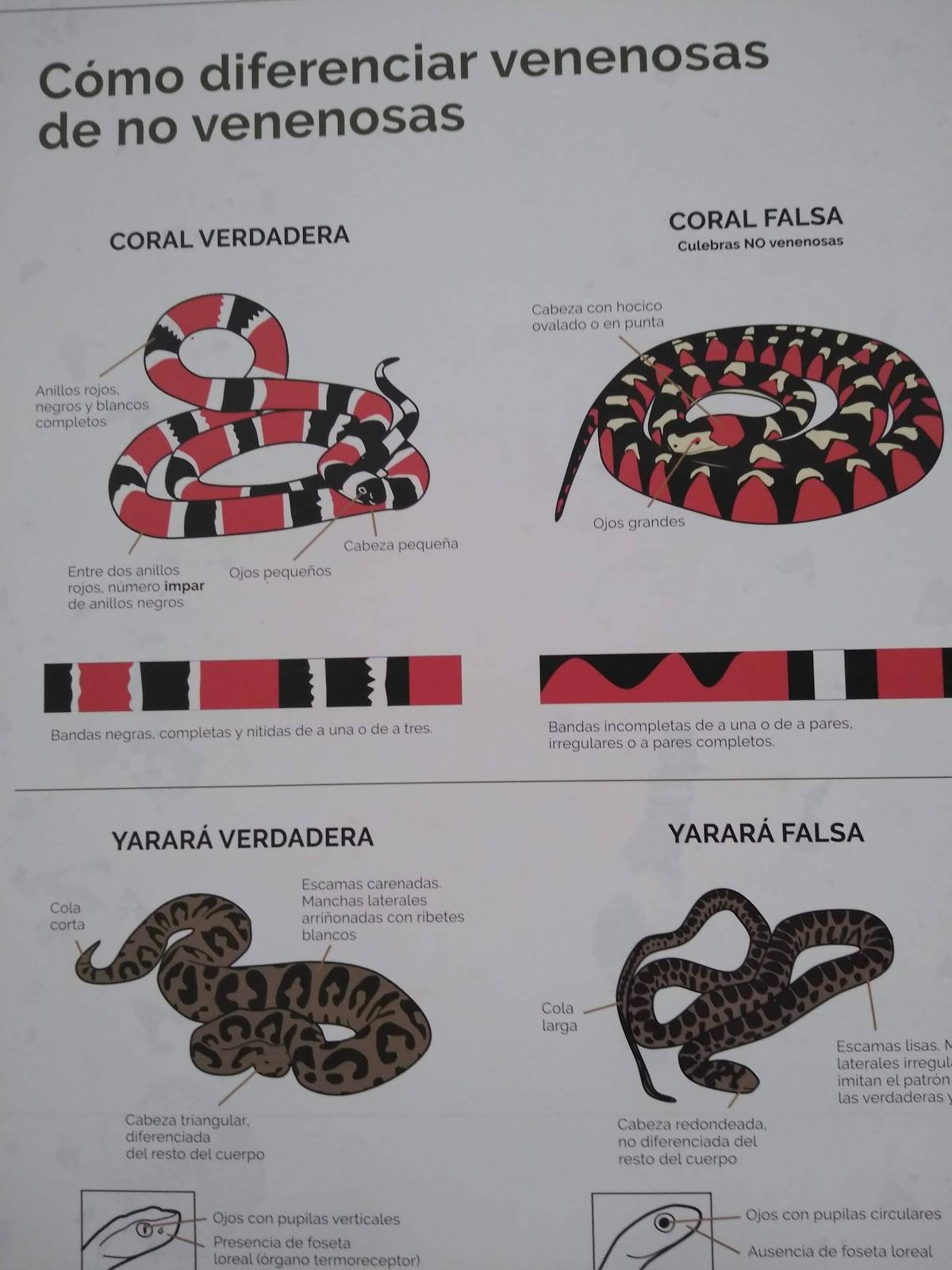 Animal Bar con Fuego меню