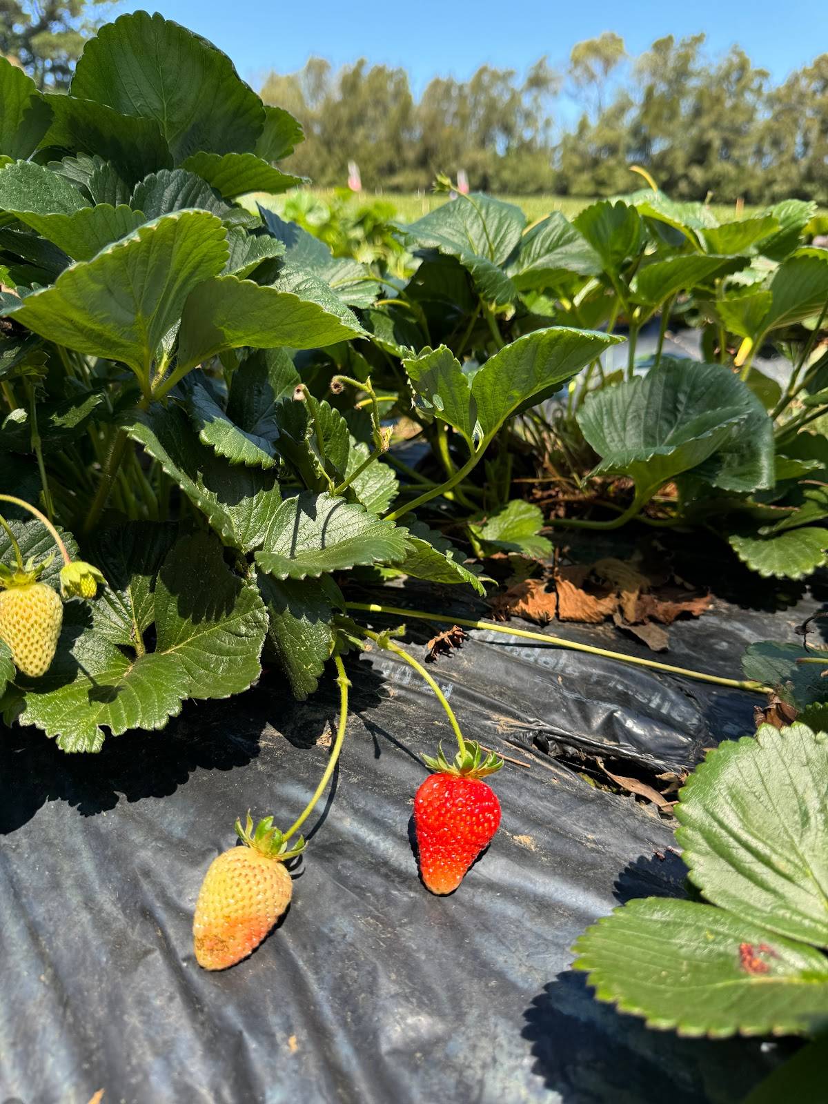 Rocky Creek Strawberry Farm меню