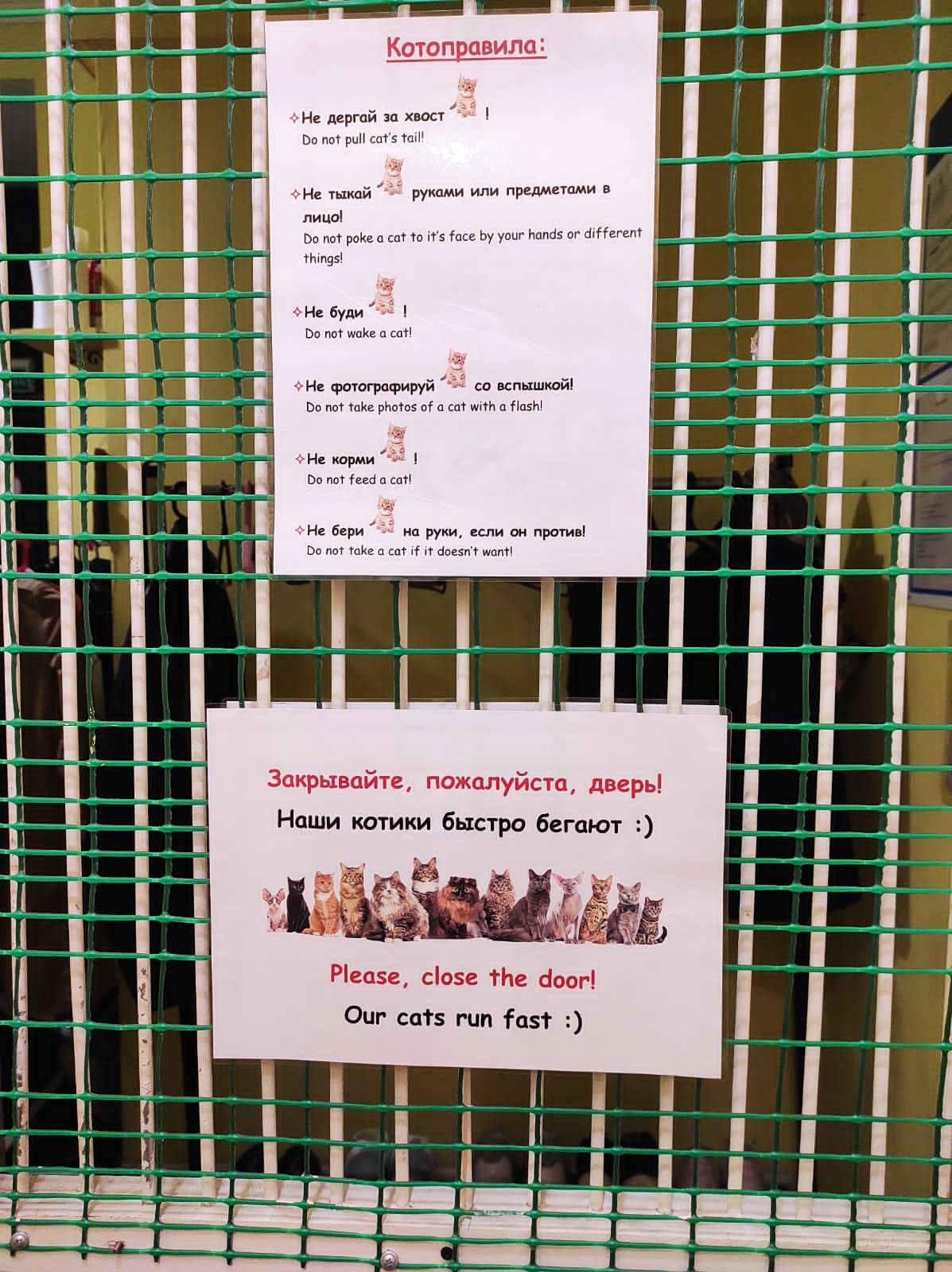 Котофейня меню