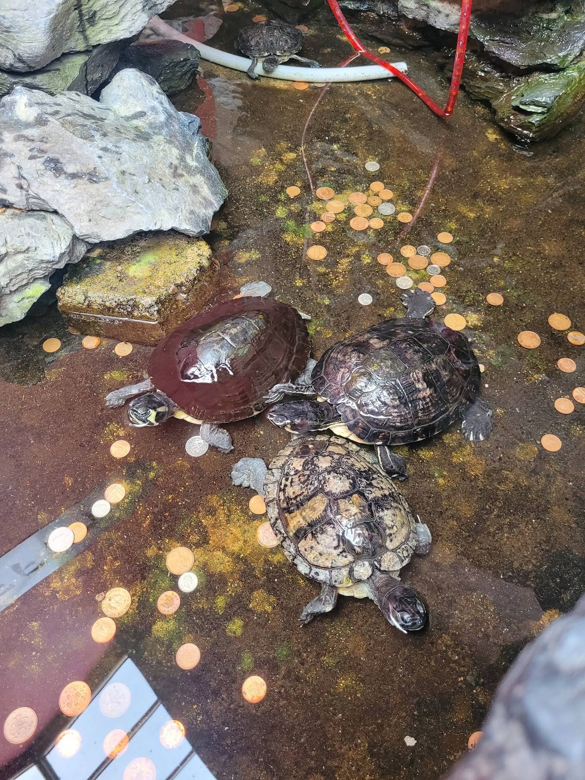 Mandarin Buffet меню